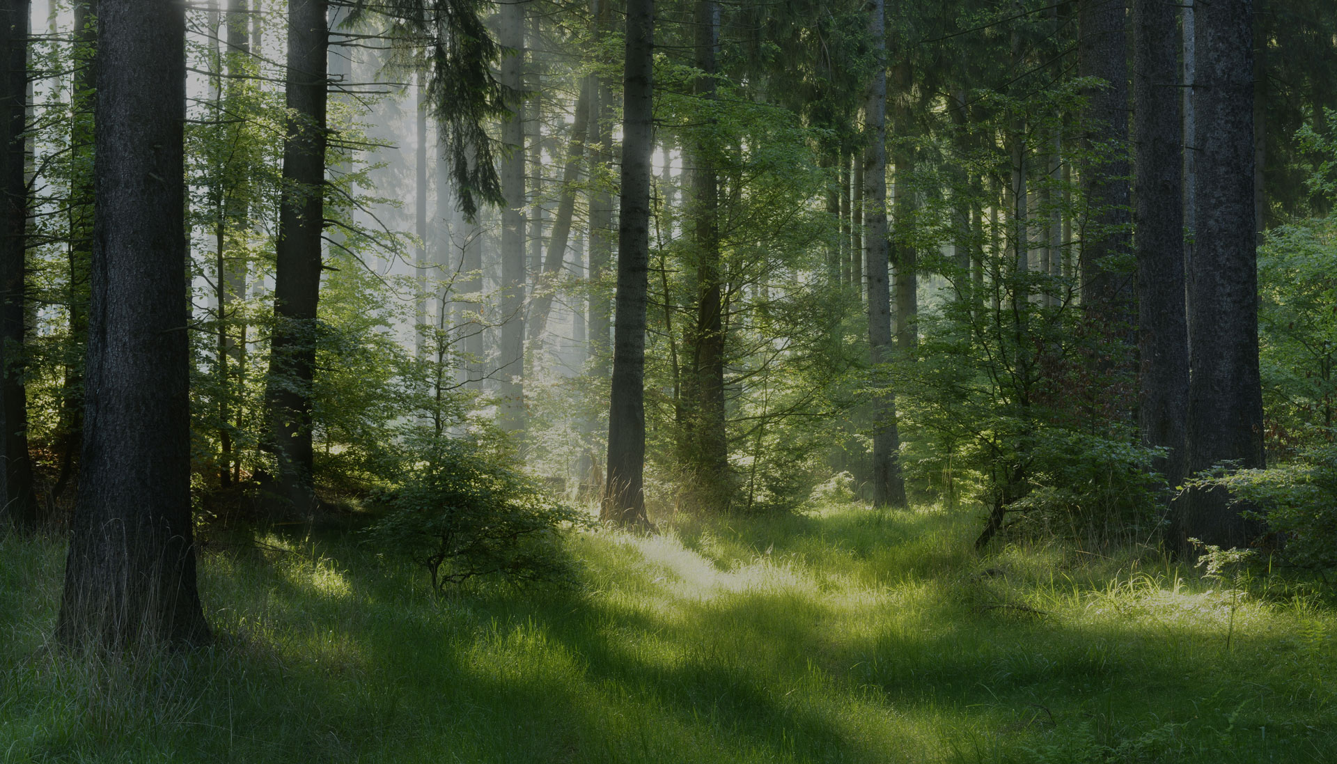 Jos metsään haluat mennä nyt, niin takuulla tervehdyt